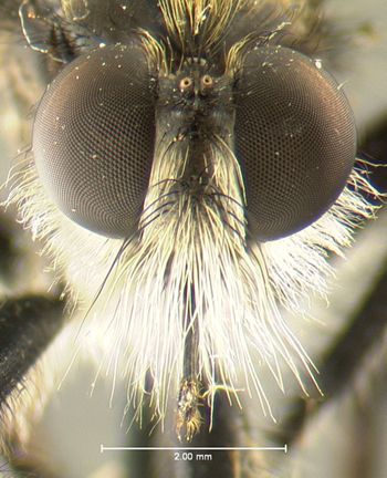 Media type: image;   Entomology 13471 Aspect: head frontal view